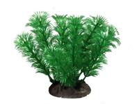 Растение зеленое